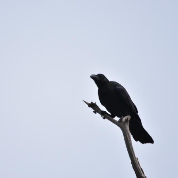 crow-001